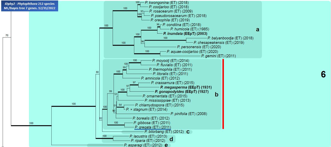    Phytophthora  spp. in subclade 6b:  portion of the seven-loci ML phylogeny featuring the type cultures of 212 described species (by T. Bourret). Notice the position of   P. gregata  Ex-type CBS 127952 = Samp;T BL 37 . Gloria Abad, USDA Samp;T.

